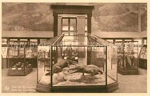 AK / Ansichtskarte Krokodile Tervuren Museum van Belgisch Congo Krokodile