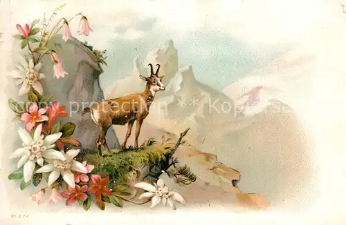 AK / Ansichtskarte Gemse Edelweiss Alpenrosen Litho  Gemse