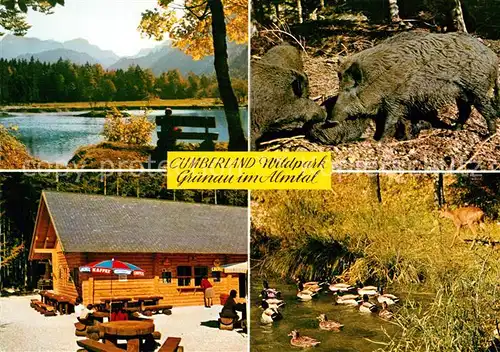 AK / Ansichtskarte Gruenau_Almtal Cumberland Wildpark Gaststaette Wildschweine Gruenau Almtal
