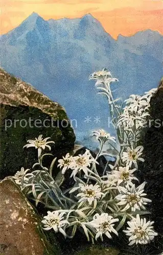 AK / Ansichtskarte Edelweiss Leontopodium Alpinum Edelweiss