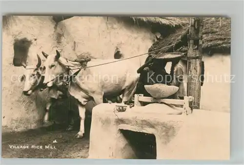 AK / Ansichtskarte Kuehe Indien Village Rice Mill  Kuehe