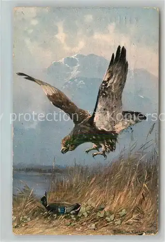 AK / Ansichtskarte Kuenstlerkarte Mueller Junior Adler Ente  Kuenstlerkarte