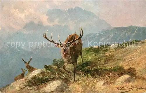 AK / Ansichtskarte Kuenstlerkarte Mueller junior Hirsch  Kuenstlerkarte