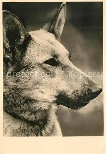 AK / Ansichtskarte Schaeferhunde  Schaeferhunde