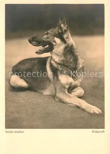 AK / Ansichtskarte Schaeferhunde Verlag Primus  Schaeferhunde