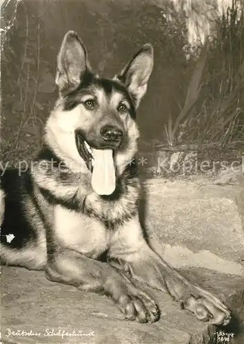 AK / Ansichtskarte Schaeferhunde Foto Popp Nr. 1698 Schaeferhunde