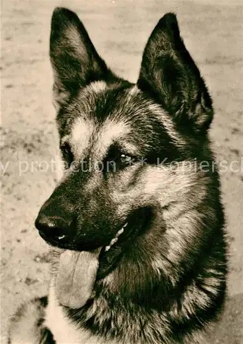 AK / Ansichtskarte Schaeferhunde  Schaeferhunde