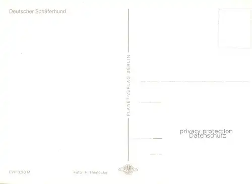 AK / Ansichtskarte Schaeferhunde  Schaeferhunde
