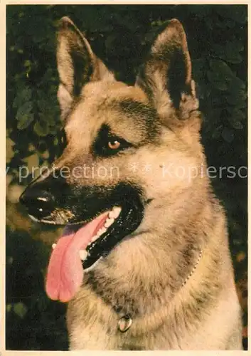 AK / Ansichtskarte Schaeferhunde  Schaeferhunde