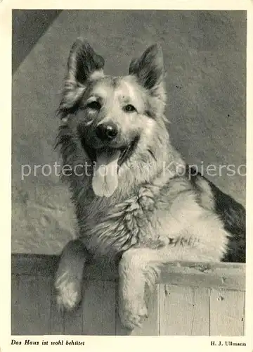 AK / Ansichtskarte Schaeferhunde  Schaeferhunde