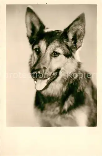 AK / Ansichtskarte Schaeferhunde Foto Amag Nr. 69640 Schaeferhunde