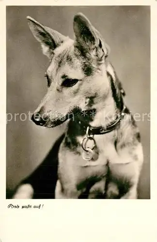 AK / Ansichtskarte Schaeferhunde  Schaeferhunde