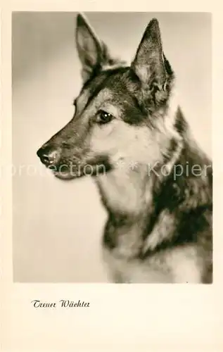 AK / Ansichtskarte Schaeferhunde Foto Amag Nr. 69640 Schaeferhunde