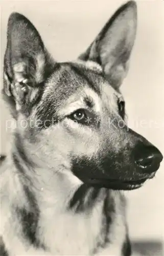 AK / Ansichtskarte Schaeferhunde  Schaeferhunde