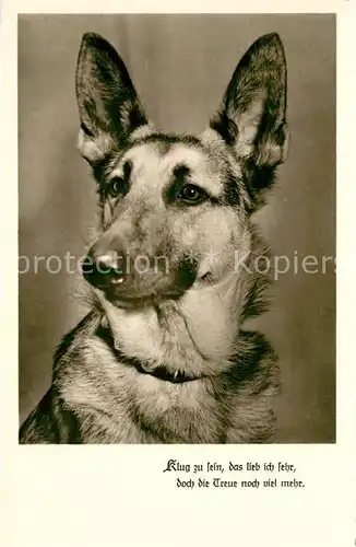 AK / Ansichtskarte Schaeferhunde Foto Amag Nr. 70687 Schaeferhunde