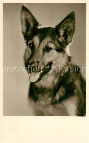 AK / Ansichtskarte Schaeferhunde Foto Amag Nr. 69640 Schaeferhunde