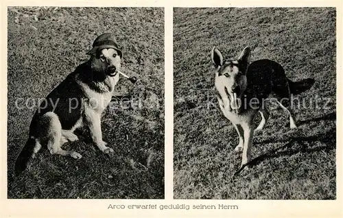 AK / Ansichtskarte Schaeferhunde Pfeife Schaeferhunde