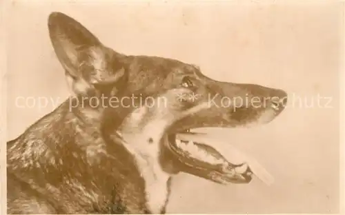 AK / Ansichtskarte Schaeferhunde  Schaeferhunde