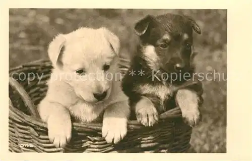 AK / Ansichtskarte Schaeferhunde Welpen Schaeferhunde