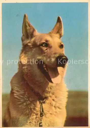 AK / Ansichtskarte Schaeferhunde  Schaeferhunde