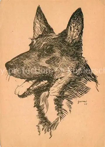 AK / Ansichtskarte Federzeichnung(nach_einer) Heinz Spernaue Schaeferhund Federzeichnung(nach