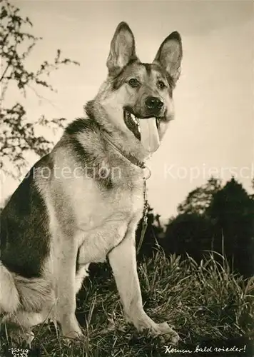 AK / Ansichtskarte Foto_Popp_Nr. 2133 Schaeferhund  Foto_Popp_Nr.