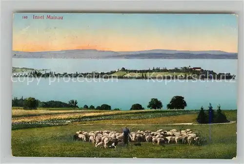 AK / Ansichtskarte Insel_Mainau Panorama mit Schafherde Insel Mainau