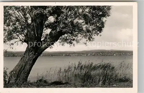 AK / Ansichtskarte Insel_Reichenau Uferpartie am See Blick auf Allensbach Insel Reichenau