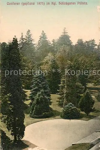 AK / Ansichtskarte Pillnitz Koniferen im Koeniglichen Schlossgarten Pillnitz