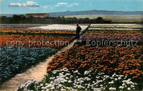 AK / Ansichtskarte Erfurt Blumenfelder Erfurt