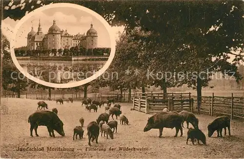 AK / Ansichtskarte Moritzburg_Sachsen Jagdschloss Fuetterung der Wildschweine Moritzburg Sachsen