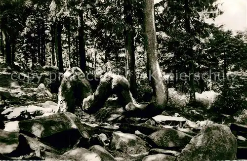 AK / Ansichtskarte Braunlage Kamelsfichte am Achtermann Braunlage