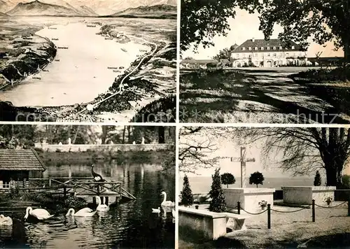 AK / Ansichtskarte Starnberg_See Schwaene  Starnberg See