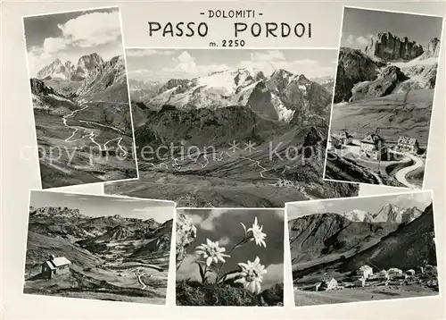 AK / Ansichtskarte Passo_Pordoi Edelweiss Passo Pordoi