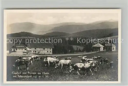 AK / Ansichtskarte Schauinsland Gasthaus Pension Halde Kuehe Schauinsland