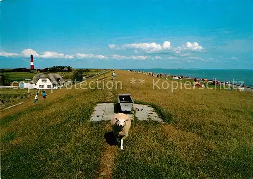 AK / Ansichtskarte Pellworm Leuchtturm mit Badestrand Suederkoog Deich Schaf Pellworm