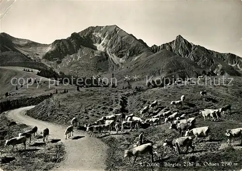 AK / Ansichtskarte Buerglen_Albis Panorama Ochsen Buerglen_Albis