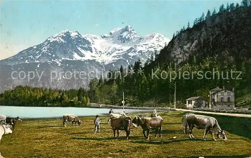 AK / Ansichtskarte Silsersee Kuehe Oberengadin Silsersee