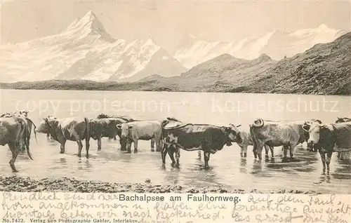 AK / Ansichtskarte Bachalpsee am Faulhornweg Kuehe Bachalpsee