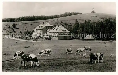 AK / Ansichtskarte Kandel_Breisgau Kandel Haus Kuhweide Kandel Breisgau