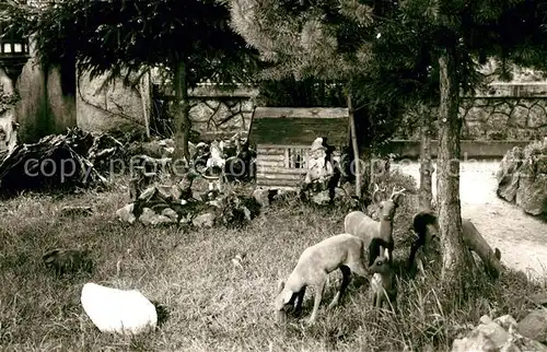 AK / Ansichtskarte Simonswald Maerchencafe Simonswald