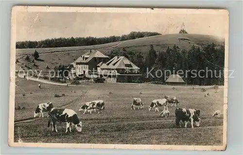 AK / Ansichtskarte Kandel_Breisgau Berghotel Viehweide Kandel Breisgau