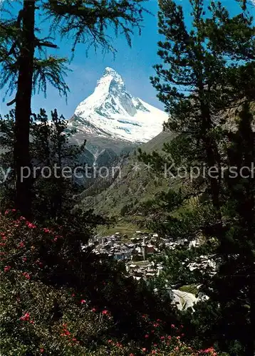 AK / Ansichtskarte Zermatt_VS Durchblick zum Matterhorn Walliser Alpen Alpenrosen Zermatt_VS