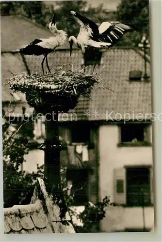 AK / Ansichtskarte Freiburg_Breisgau Storchenfamilie auf der Kreuzblume der Universitaetsbibliothek Freiburg Breisgau