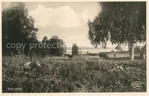 AK / Ansichtskarte Dalarne_Region Landschaftspanorama Viehweide Kuehe Dalarne_Region