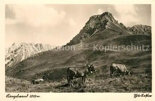 AK / Ansichtskarte Kanzelwand Almwiesen Almvieh Kuehe Landschaftspanorama Allgaeuer Alpen Kanzelwand