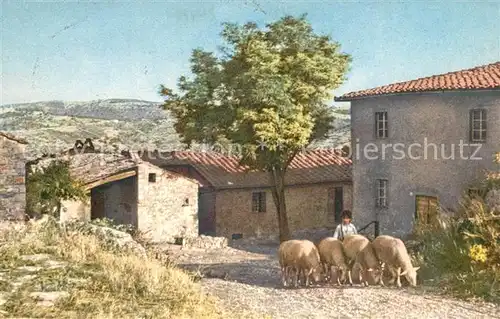 AK / Ansichtskarte Chianti Ricavo Castellina Bauernhof Schafe Chianti