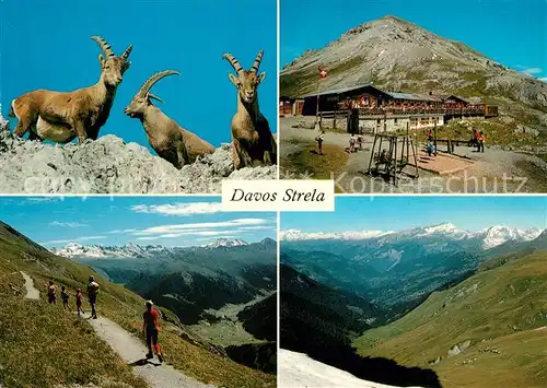 AK / Ansichtskarte Strela Berghaus Strelapass mit Schiahorn Steinboecke Strela Hoehenweg Bergwandern Schanfigg Toedi Alpenpanorama Strela