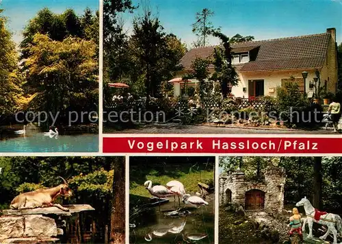 AK / Ansichtskarte Hassloch_Pfalz Vogelpark Hassloch Teilansichten Hassloch Pfalz