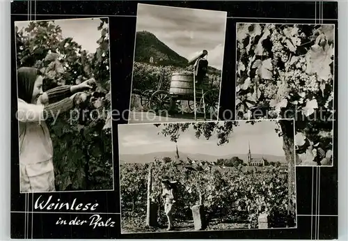 AK / Ansichtskarte Edenkoben Weinlese im Weinberg Edenkoben